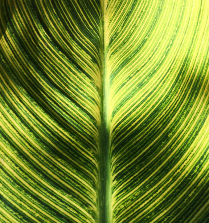 Sobre el poder transformador de las plantas