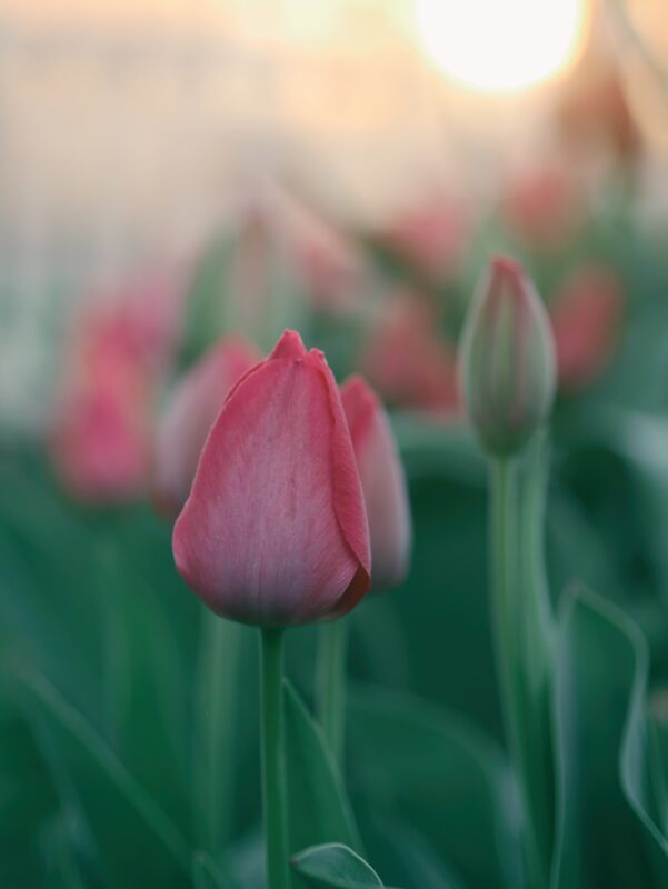 Lo bello de florecer y echarse flores