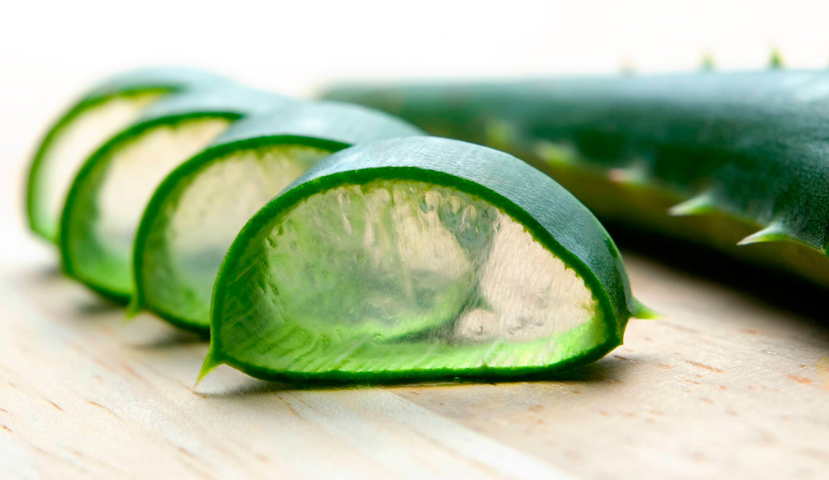 Suculentas poderosas: aloe y kalanchoe