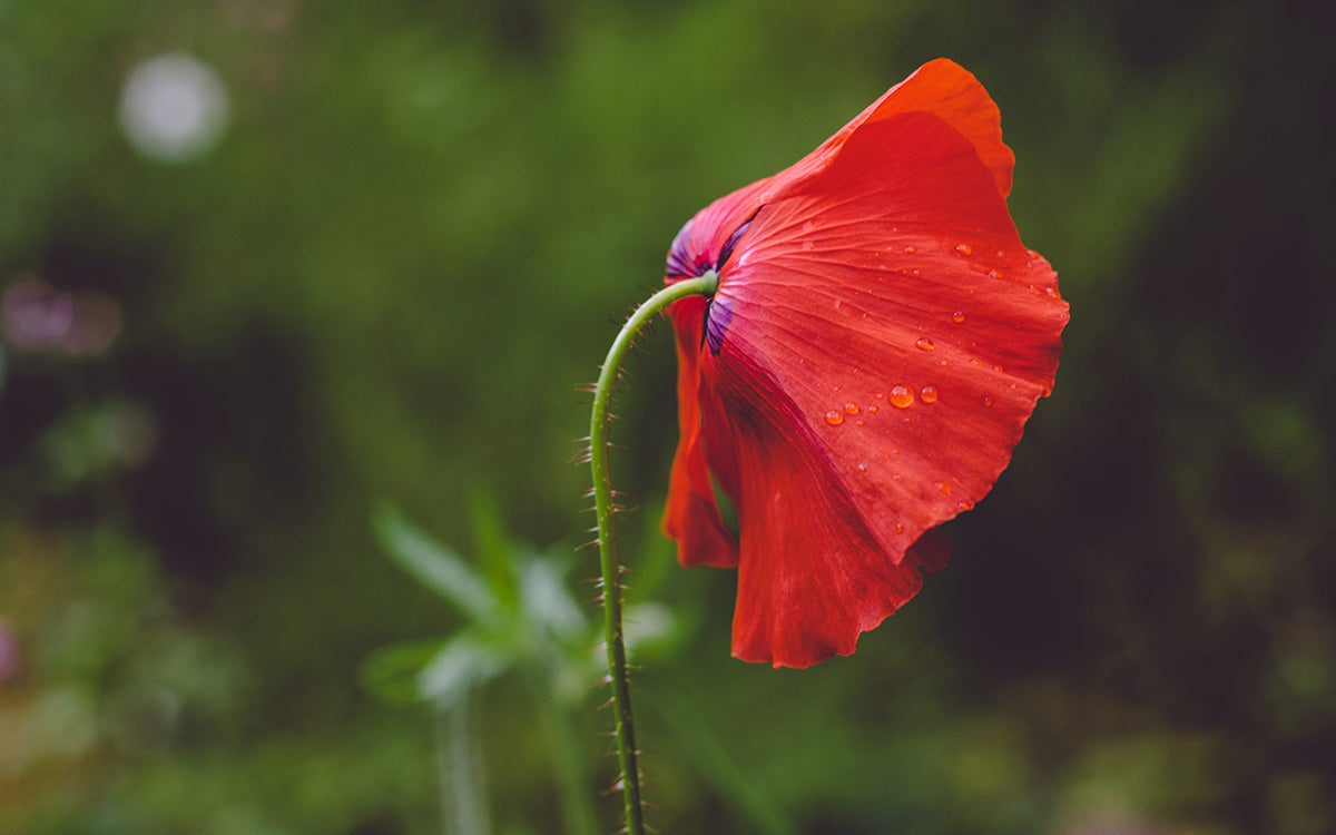 Venenos y medicinas en el mundo vegetal