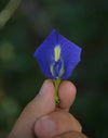Maestra Clitoria Ternatea