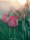 Lo bello de florecer y echarse flores
