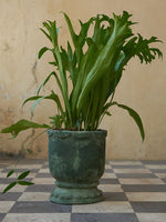 Guaca Arawak