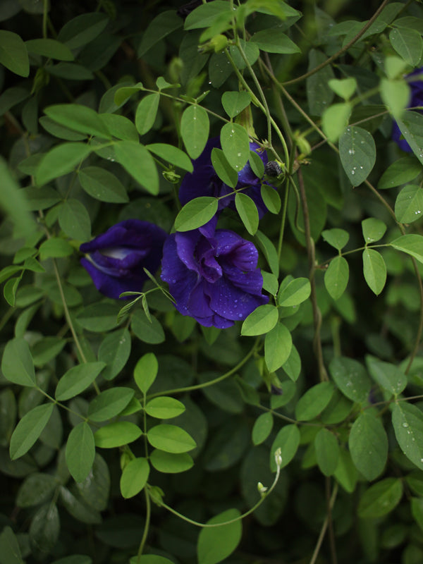 Clitoria Ternatea (Flores secas)