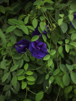 Clitoria Ternatea (Tintura Madre)