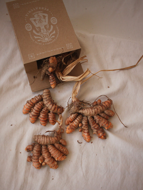 Curcuma Longa Seca
