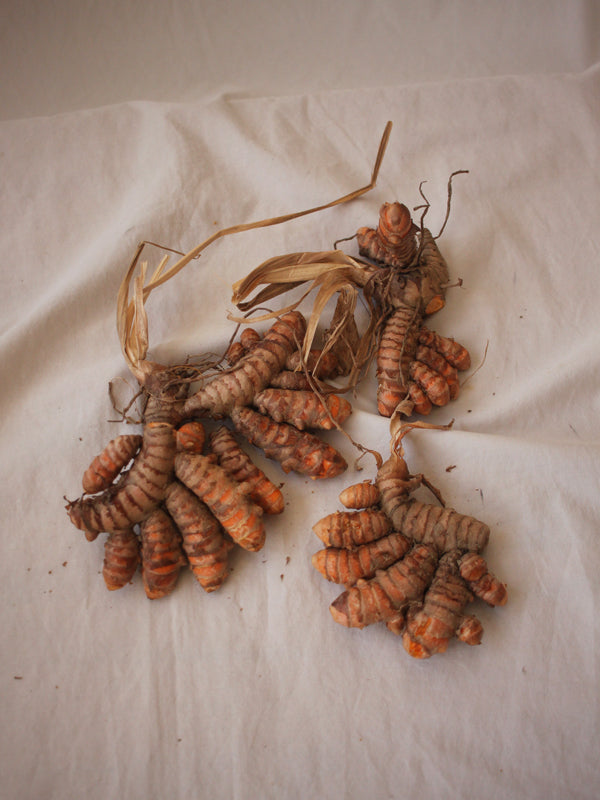 Curcuma Longa Seca
