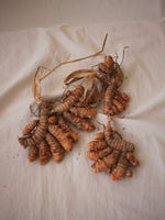 Curcuma Longa Seca