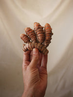 Curcuma Longa Seca