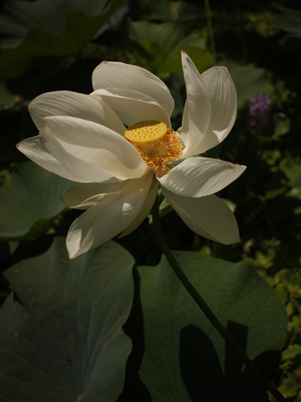 Loto Sagrado (Semillas)