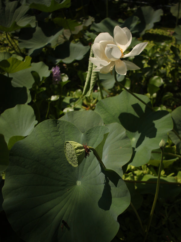 Loto Sagrado (Semillas)