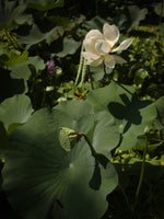 Loto Sagrado (Semillas)