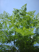 Moringa Oleifera (Hojas Secas)