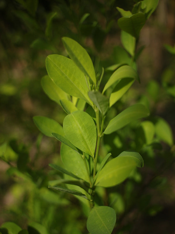 Erythroxylum Coca (Tintura Madre)