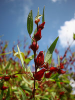 Hibiscus Sabdariffa (Tintura Madre)