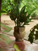 Guaca Wayuunaiki