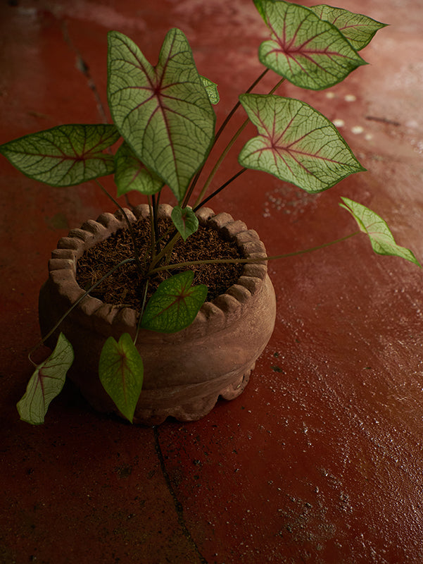Guaca Witoto