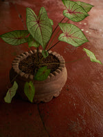 Guaca Witoto
